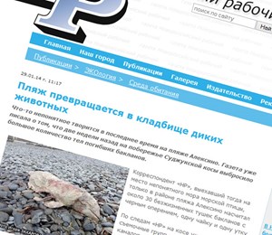 Птицы погибли от холода и голода